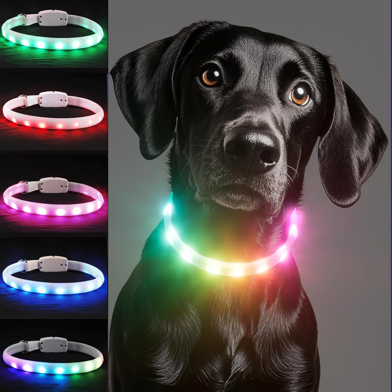 Dog wearing a colorful LED dog collar with light-up options displayed.